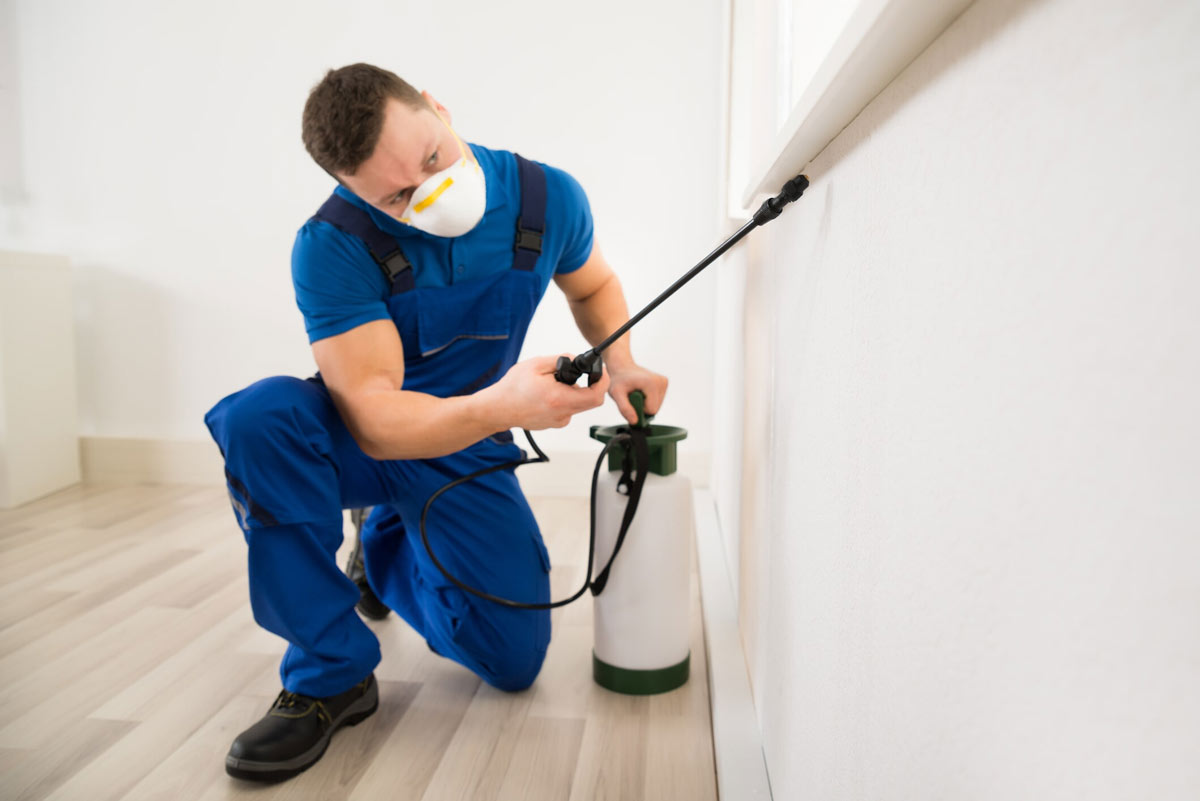 best pest control company in dubai